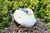 Red-footed Booby